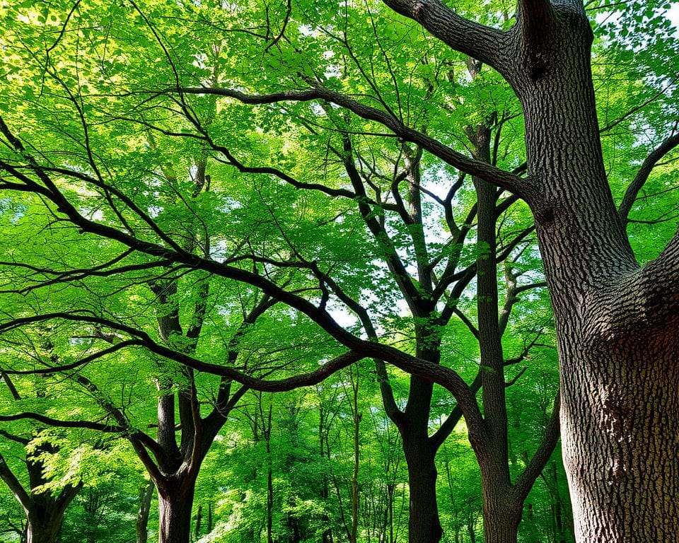 langere levensduur bomen